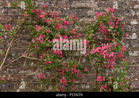 Escallonia Donard Radiance Stockfoto