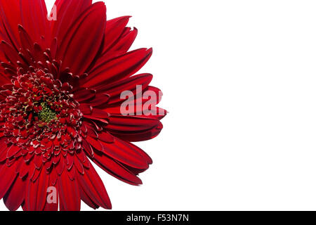 Rote Gerbera Blume isoliert auf weißem Hintergrund Stockfoto