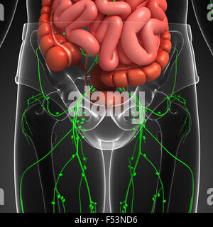 Illustration des menschlichen Körpers Lymph- und Verdauungssystem Kunstwerk Stockfoto