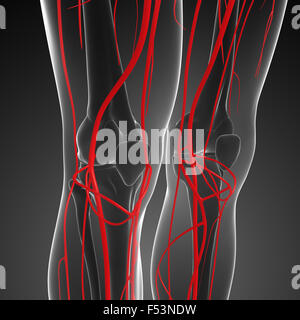 3D gerenderte Darstellung der menschlichen arteriellen system Stockfoto