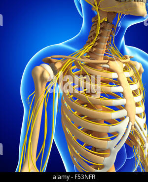Darstellung der männlichen Brustkorb mit Nervensystem artwork Stockfoto