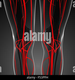 3D gerenderte Darstellung der menschlichen arteriellen system Stockfoto