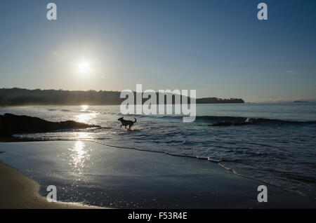 Eine Silhouette Hund spielen in der Brandung am Strand in den frühen Morgenstunden Stockfoto
