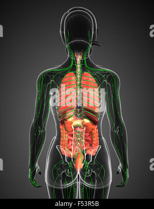 Darstellung des weiblichen Körpers Lymph- und Verdauungssystem Kunstwerk Stockfoto