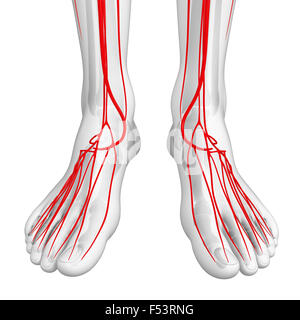 3D gerenderte Darstellung der menschlichen arteriellen system Stockfoto