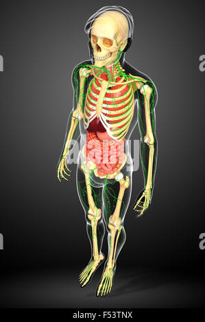 Abbildung des menschlichen Körpers lymphatische, Skelett- und Verdauungssystem artwork Stockfoto