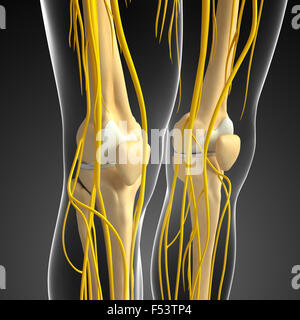 Illustration des Knies Skelett mit Nervensystem Stockfoto