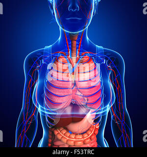 Verdauungs- und Kreislaufsystem des weiblichen Körpers Kunstwerk Stockfoto