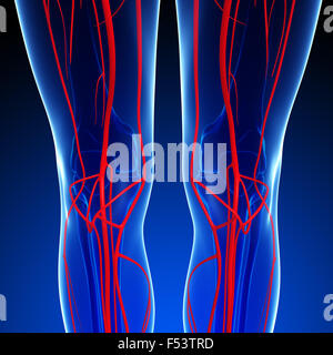 3D gerenderte Darstellung der menschlichen arteriellen system Stockfoto
