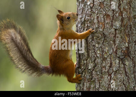 Eurasische Eichhörnchen (Sciurus Vulgaris), Klettern am Stamm des Baumes, Kainuu, Nord Karelien, Finnland Stockfoto