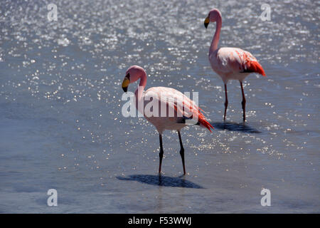 Laguna Hedionda mit James Flamingos (Phoenicoparrus jamesi), in Uyuni, lipez, Bolivien Stockfoto