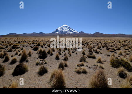 Salaam Vulkan mit Ichu-gras (stipa ichu) in Sajama Nationalpark, Altiplano, Grenze zu Bolivien, Chile Stockfoto