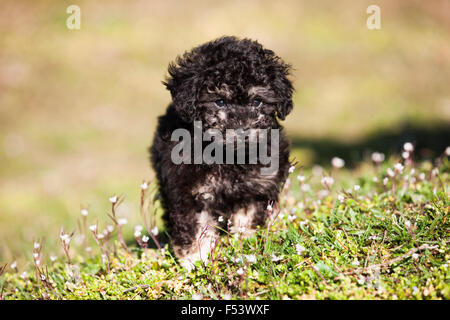 Toypudel, Welpen, Black And Tan, auf Wiese stehend Stockfoto