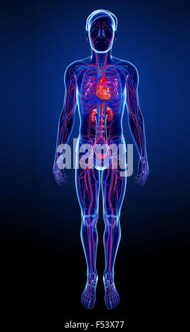 3D gerenderte Darstellung der männlichen arteriellen system Stockfoto