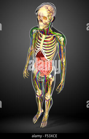 Abbildung des menschlichen Körpers lymphatische, Skelett- und Verdauungssystem artwork Stockfoto