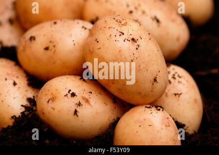 Baby New Carlingford Kartoffel Nahaufnahme von Kartoffeln auf dem Boden Stockfoto
