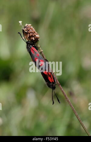 Schlanke Scotch Burnet, Zygaena Loti Scotica Paarung paar Stockfoto