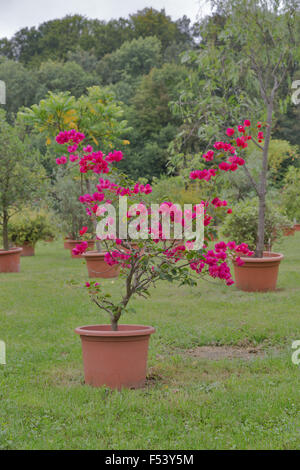 Rote Bougainvillea Blumen und andere Pflanzen und Bäume in Töpfen im freien Stockfoto