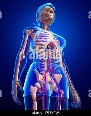 Darstellung der weiblichen Skelett Herz-Kreislauf-system Stockfoto