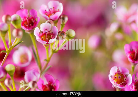 Chamaelaucium Uncinatum (Wachsblume) Nahaufnahme von rosa Blüten Stockfoto