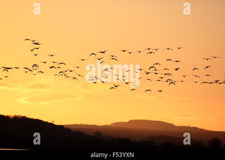 Pink-footed Gänse, Anser Platyrhynchus strömen bei Abenddämmerung Überschrift zum Schlafplatz im Montrose Basin Stockfoto