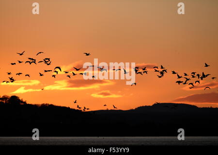 Pink-footed Gänse, Anser Platyrhynchus strömen bei Abenddämmerung Überschrift zum Schlafplatz im Montrose Basin Stockfoto