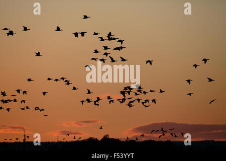 Pink-footed Gänse, Anser Platyrhynchus strömen bei Abenddämmerung Überschrift zum Schlafplatz im Montrose Basin Stockfoto