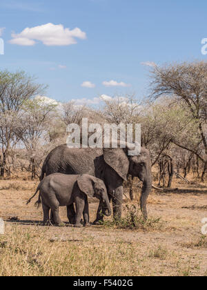 Mutter Elefant mit einem Tusk, mit ihrem Baby im Tarangire Nationalpark in Tansania, Afrika. Vertikale Ausrichtung. Stockfoto