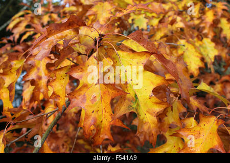 Herbstliche Farben - rot Eichenlaub Stockfoto
