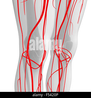 3D gerenderte Darstellung der menschlichen arteriellen system Stockfoto