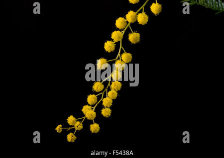 Zweig mit Blüte Acacia Dealbata auf schwarzem Hintergrund Stockfoto