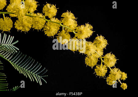 Zweig mit Blüte Acacia Dealbata auf schwarzem Hintergrund Stockfoto