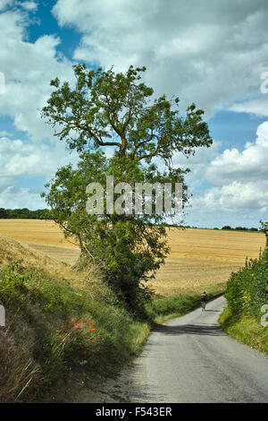 Englischen Landstraße in Hertfordshire zeigt eine versunkene Lane und einem ausgewachsenen Baum vor einem Feld des Reifens Weizen Stockfoto