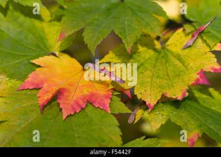 Acer Palmatum Blätter im Herbst. Stockfoto