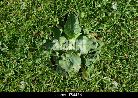 Eine Rosette aus einer hoary Wegerich, Plantago Media, gemähten Short in einem Garten Rasen mit verkümmerte Blumen und Seedheads, August Stockfoto