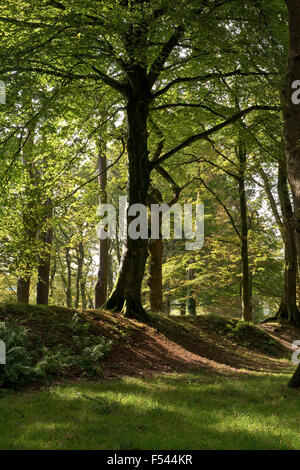 Eiche und Buche Bäume im Herbst Farbe in den Resten des Blackbury Camp und Eisenzeit Burgberg in das 4. Jahrhundert v. Chr. gebaut. Stockfoto