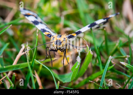 Abraxas Grossulariata Schmetterling fliegen über frischen grünen Rasen Stockfoto