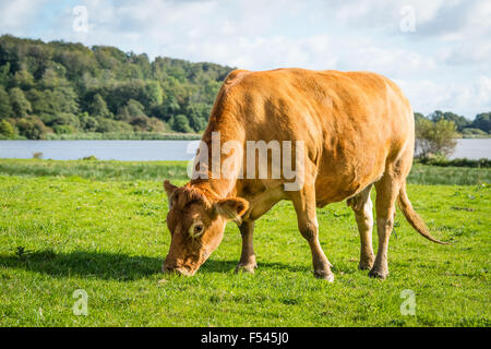 Kuh essen frischen grünen Rasen auf einem Feld Landschaft Stockfoto
