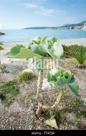 Menton, Côte D' Azur, Frankreich Stockfoto