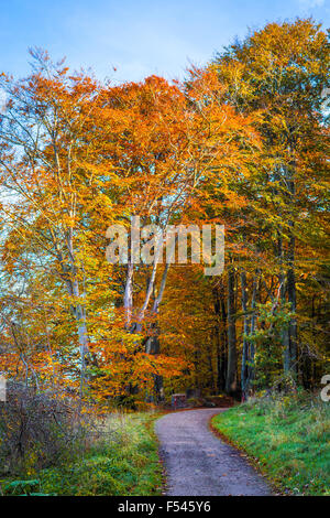 Naturlehrpfad gehen in einen Wald im Herbst Stockfoto