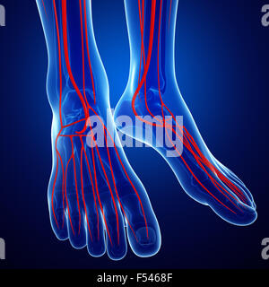 3D gerenderte Darstellung der menschlichen arteriellen system Stockfoto