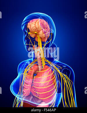 Darstellung des weiblichen Körpers mit nervös und Verdauungssystem Kunstwerk Stockfoto