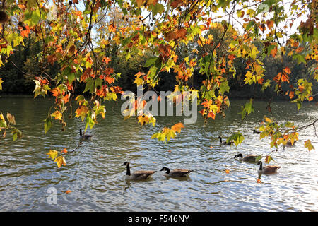 Sunbury on Thames, Surrey, UK. 27. Oktober 2015. Einen Nachmittag voller Sonnenschein im Südosten Englands mit blauem Himmel und Temperaturen bis zu einem lauen 19 Grad. An der Themse in Sunbury sind die Bäume ein warmes goldenes Glühen von Herbstfarben. Bildnachweis: Julia Gavin UK/Alamy Live-Nachrichten Stockfoto