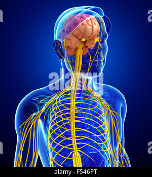 Darstellung der männlichen Nervensystems Kunstwerk Stockfoto