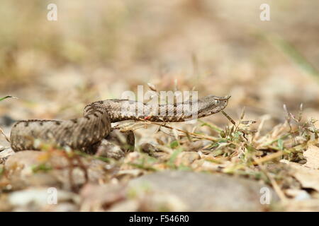 schöne Nase Hornotter auf Schotter (Vipera Ammodytes) Stockfoto