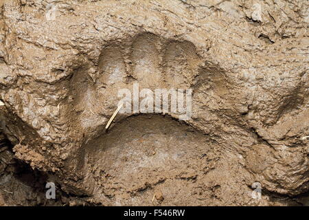 großer europäischer Braunbär Spuren im Schlamm (Ursus Arctos) Stockfoto