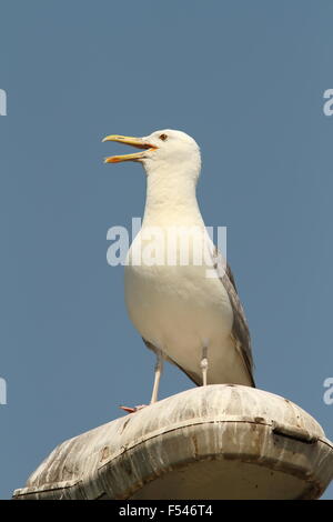 Kaspische Möve auf elektrische Stapel (Larus Cachinnans) Stockfoto