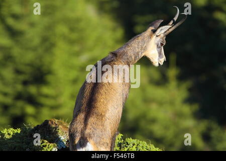 Gämse, schaut der Abgrund (Rupicapra Carpatica) Stockfoto