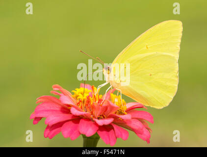 Herrlich, glänzend gelben männlichen wolkenlosen Schwefel Schmetterling Fütterung auf eine rote Zinnia Blume sonnigen grünen Hintergrund Stockfoto