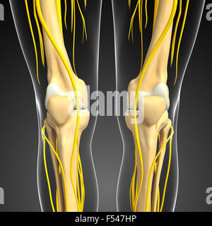 Illustration des Knies Skelett mit Nervensystem Stockfoto